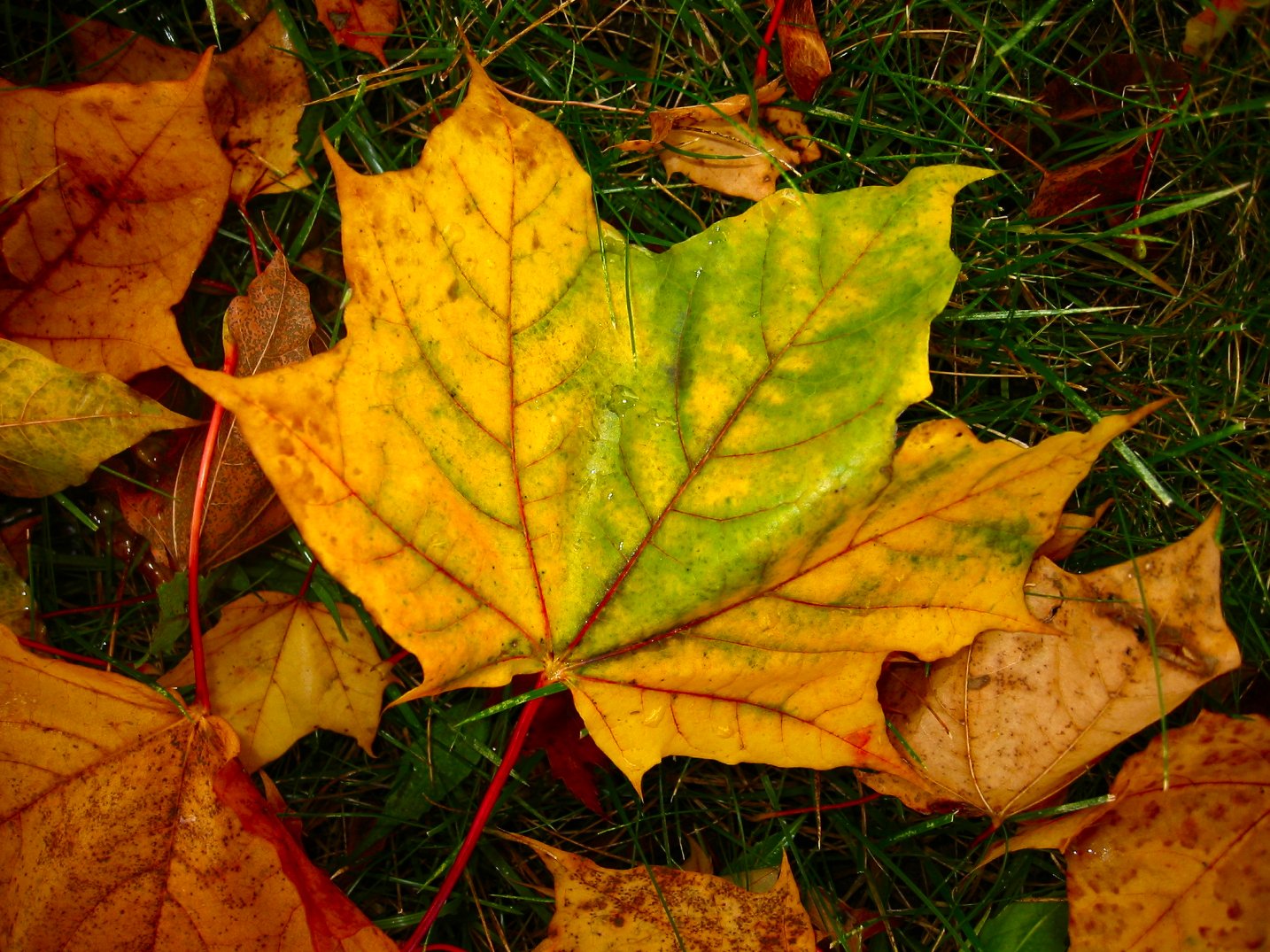 Soul Amp Fall Leaf Photos Closeup In Wisconsin In The City Of