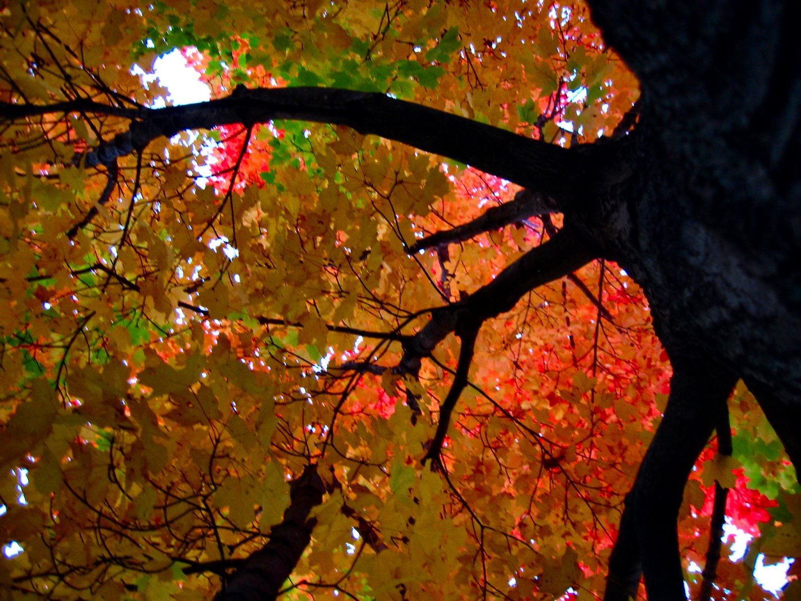 Autumn Leaves Trees