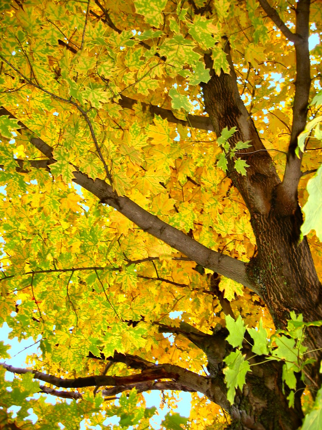 Soul Amp: Fall tree and leaf photos from Milwaukee, WI ...