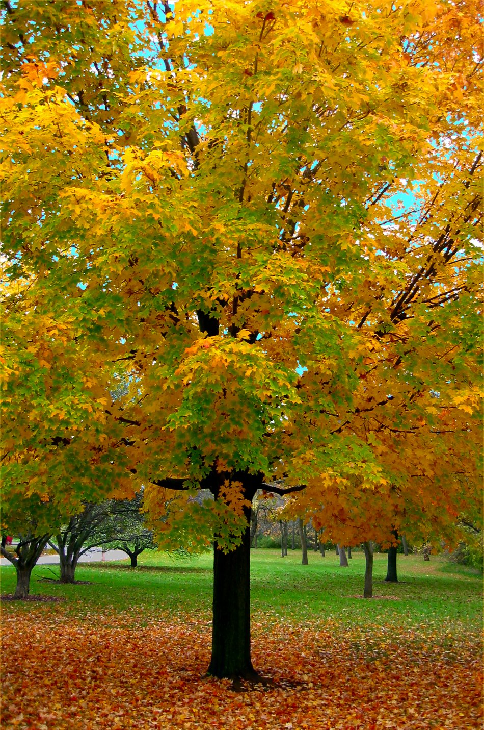 Soul Amp: Fall tree and leaf photos from Milwaukee, WI ...